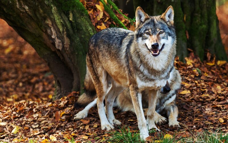 Two Wolves in Forest — Brown, Natural, Autumn, Photograph, Trees, Fallen Leaves