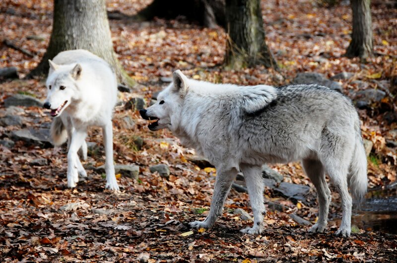 Two Wolves in Forest — Brown, Natural, Autumn