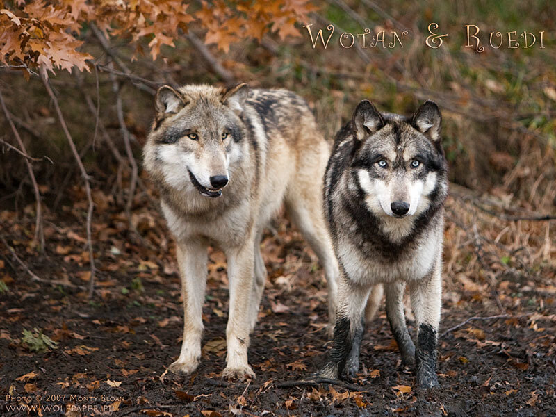 Two Wolves in Forest — Brown, Natural