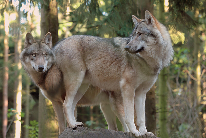 Two Wolves in Forest — Gray, Alert, Afternoon