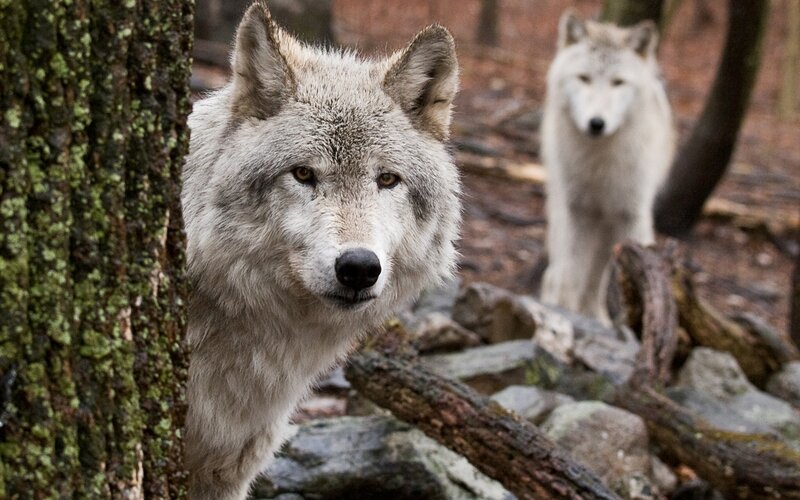 Two Wolves in Forest — Gray, Alert, Autumn, Photograph