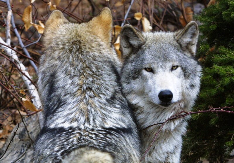 Two Wolves in Forest — Gray, Alert, Autumn