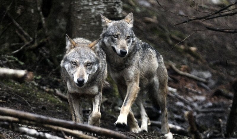 Two Wolves in Forest — Gray, Alert, Photograph