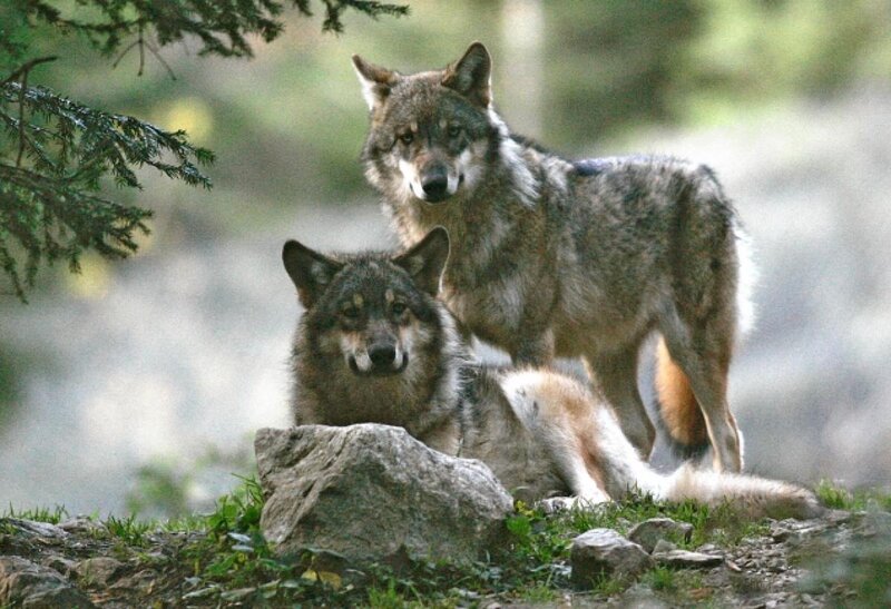 Two Wolves in Forest — Gray, Alert, Photograph, Trees, Rocks
