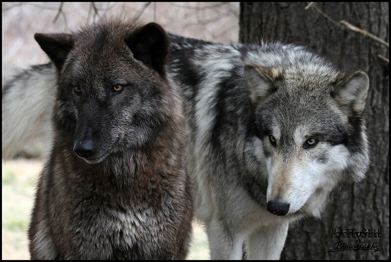 Two Wolves in Forest — Gray, Alert, Photograph, Trees