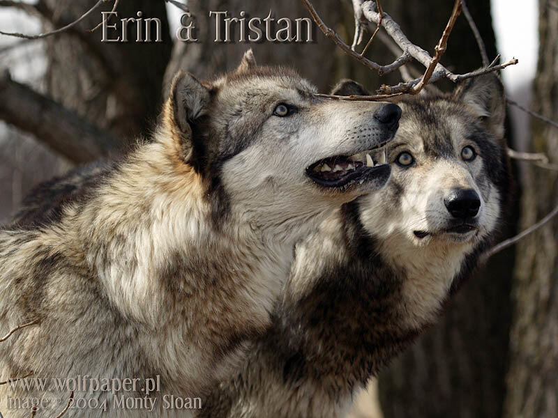 Two Wolves in Forest — Gray, Alert