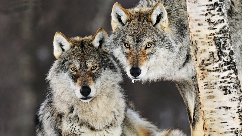 Two Wolves in Forest — Gray, Alert, Winter, Photograph, Tree