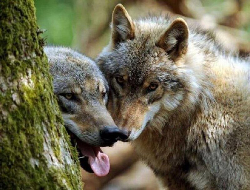 Two Wolves in Forest — Gray, Calm, Photograph