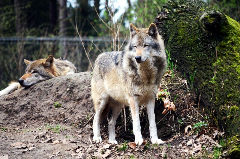 Two Wolves in Forest — Gray, Calm