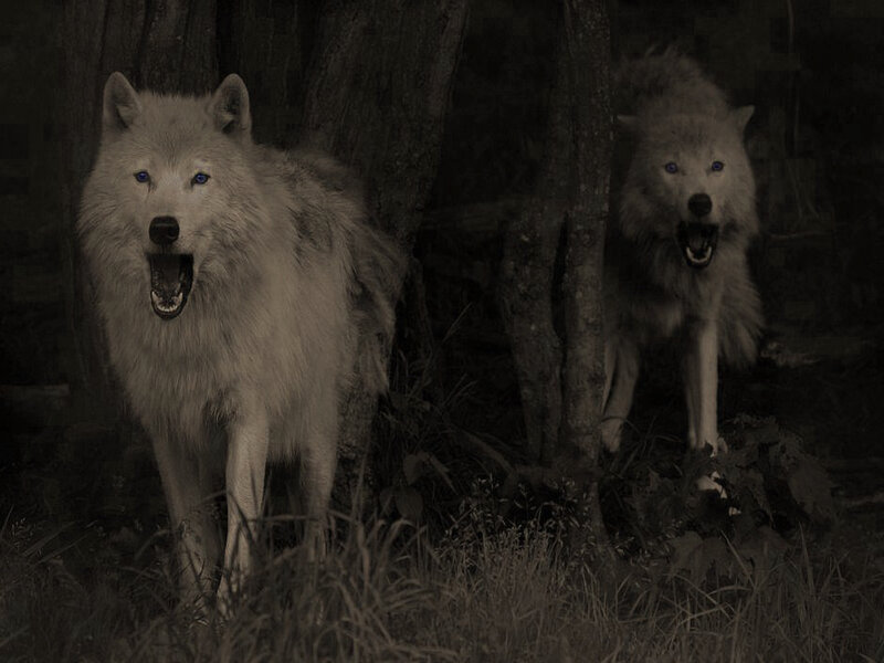 Two Wolves in Forest — Gray, Dark