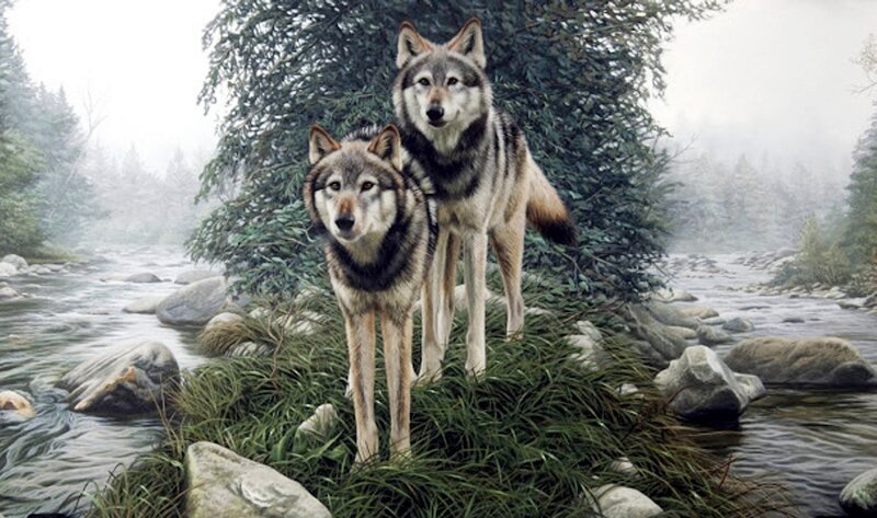 Two Wolves in Forest — Gray, Misty