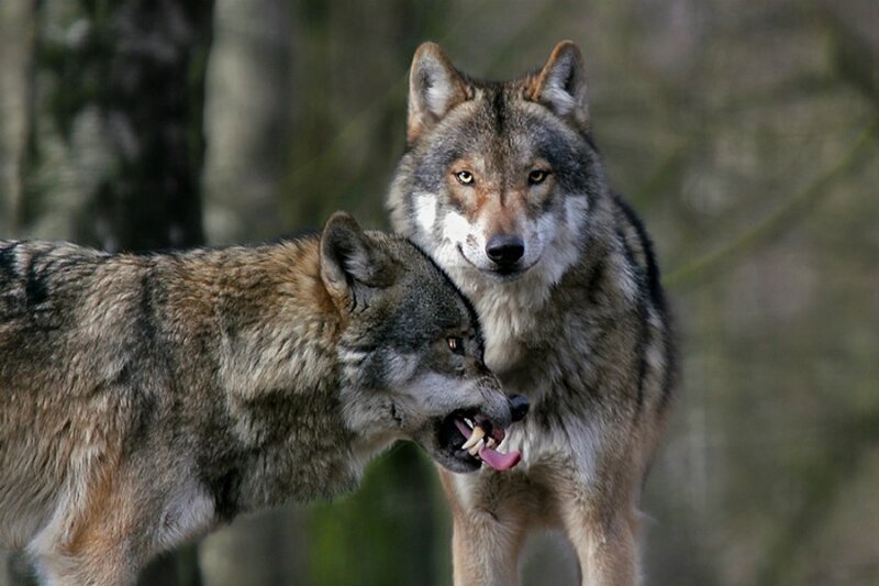 Two Wolves in Forest — Gray, Natural, Photograph