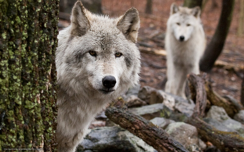 Two Wolves in Forest — Gray, Natural, Photograph, Tree