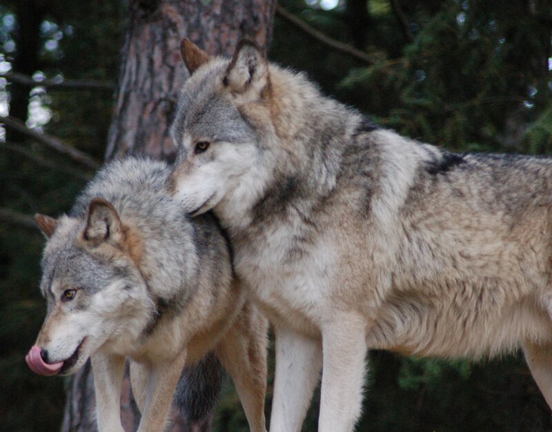 Two Wolves in Forest — Gray, Natural, Photograph, Trees