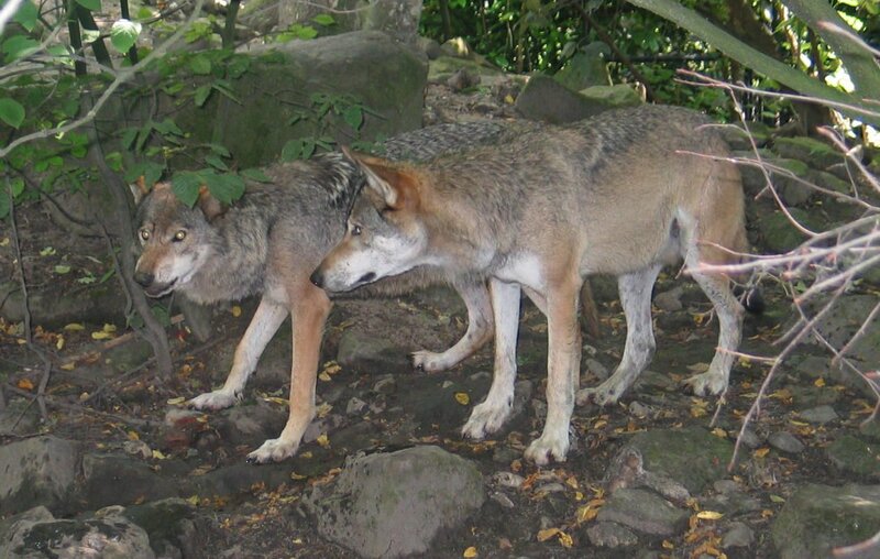 Two Wolves in Forest — Gray, Natural