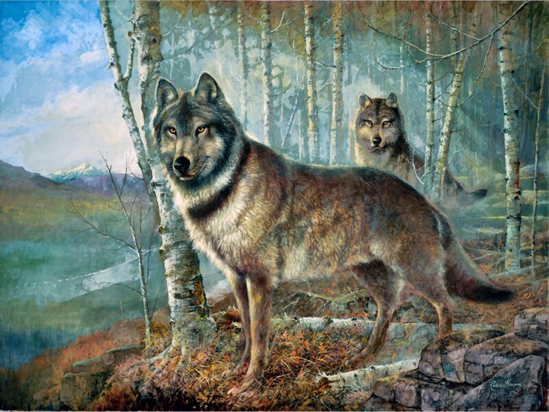 Two Wolves in Forest — Gray, Serene