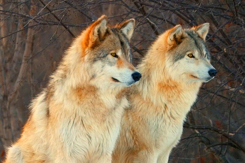Two Wolves in Forest — Gray