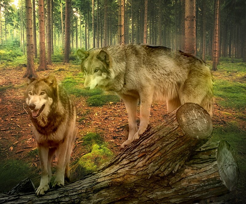 Two Wolves in Forest — Green, Natural