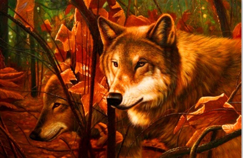 Two Wolves in Forest — Orange, Natural