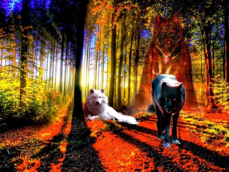 Two Wolves in Forest — Orange