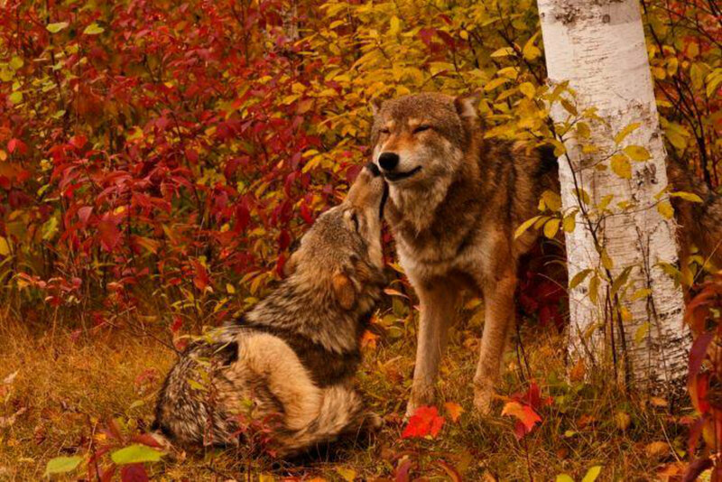 Two Wolves in Forest — Red, Calm