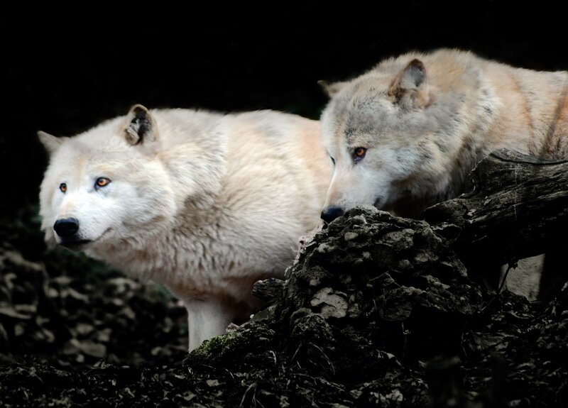 Two Wolves in Forest — White, Alert, Night