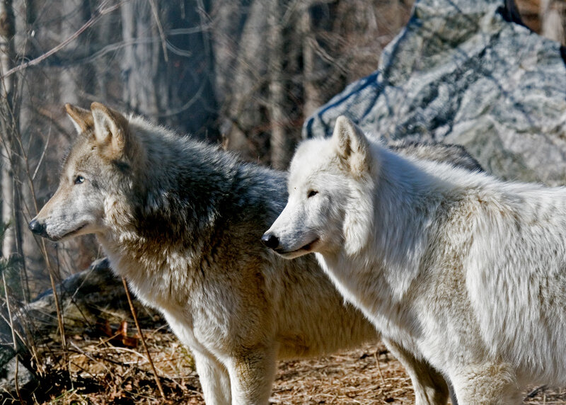 Two Wolves in Forest — White, Calm
