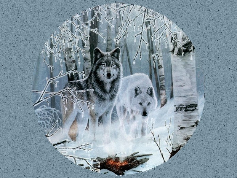 Two Wolves in Forest — White, Cold