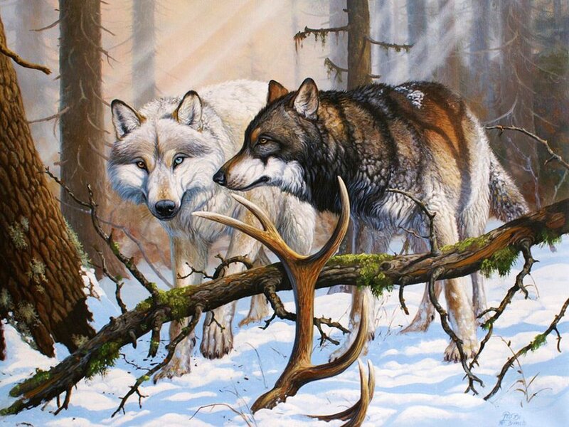 Two Wolves in Forest — White, Dramatic