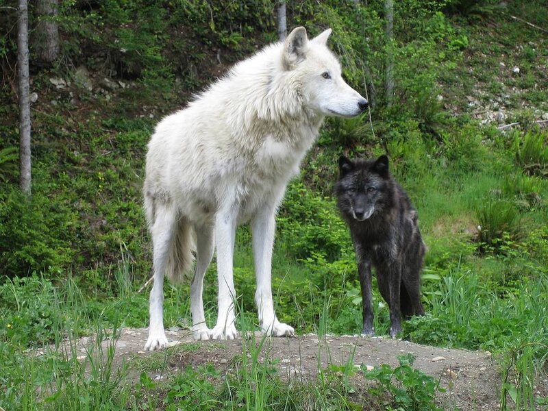 Two Wolves in Forest — White, Natural, Afternoon