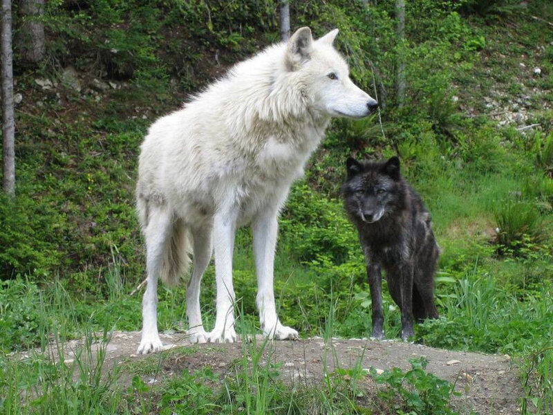 Two Wolves in Forest — White