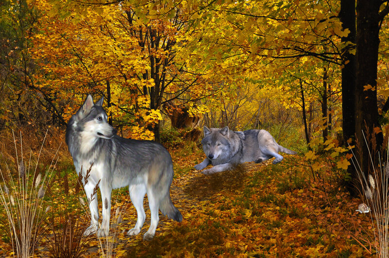 Two Wolves in Forest — Yellow