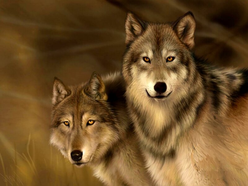 Two Wolves in Grass — Brown, Alert