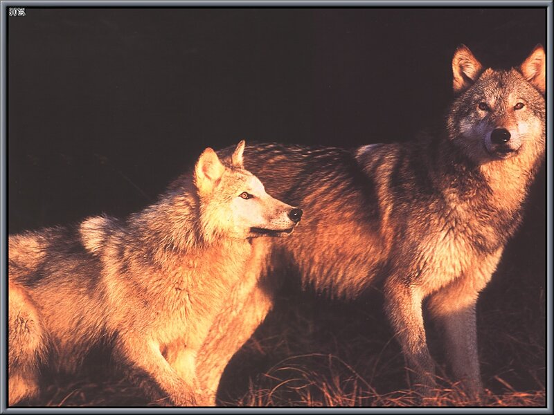 Two Wolves in Grass — Brown, Dramatic