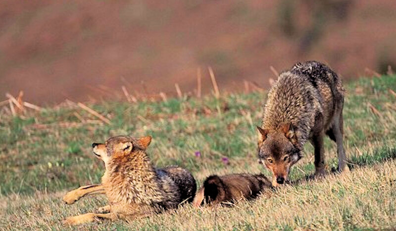 Two Wolves in Grass — Brown, Natural