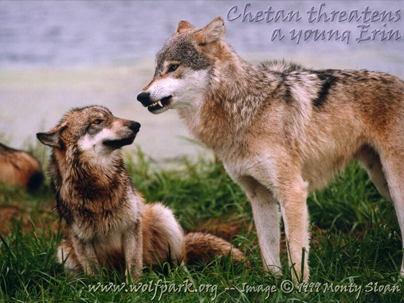 Two Wolves in Grass — Brown