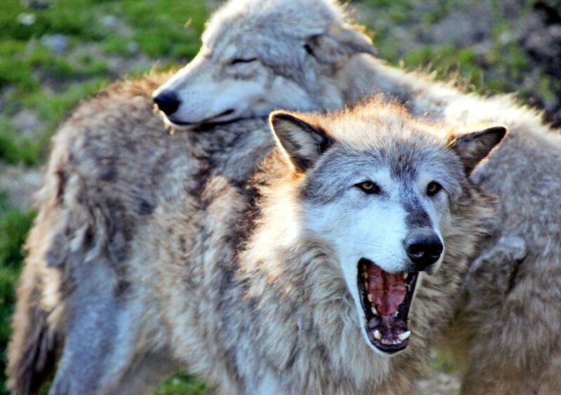 Two Wolves in Grass — Gray, Alert