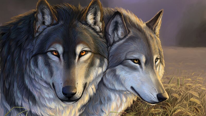 Two Wolves in Grass — Gray, Calm, Sunset