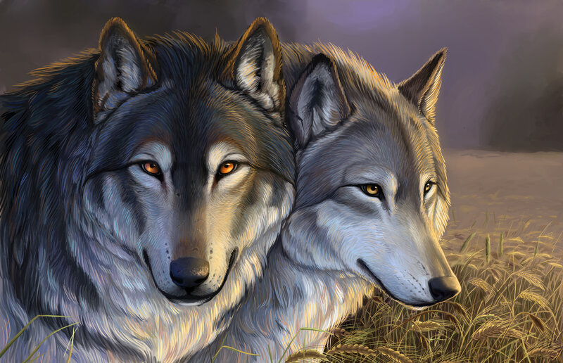 Two Wolves in Grass — Gray, Calm