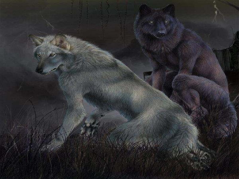 Two Wolves in Grass — Gray, Dramatic, Night