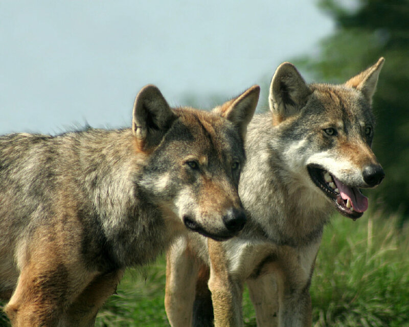 Two Wolves in Grass — Gray