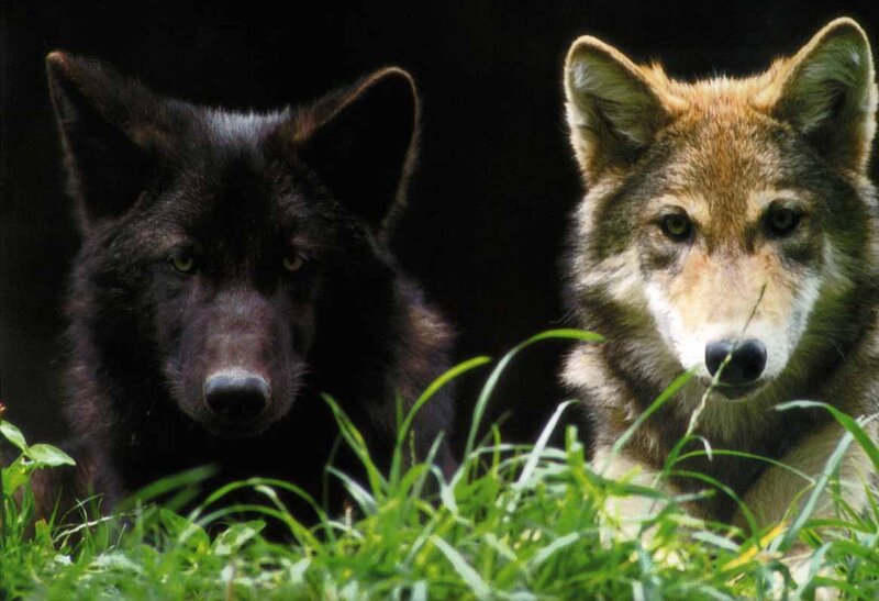 Two Wolves in Grass — Green, Alert, Photograph