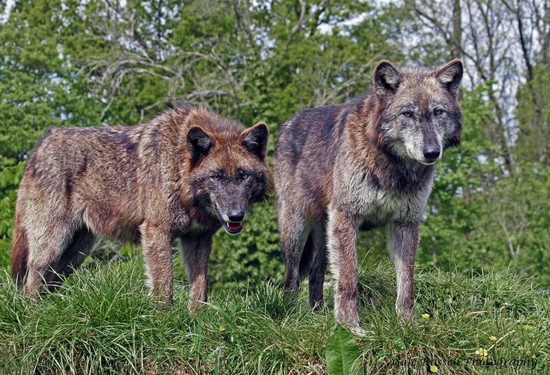 Two Wolves in Grass — Green, Alert