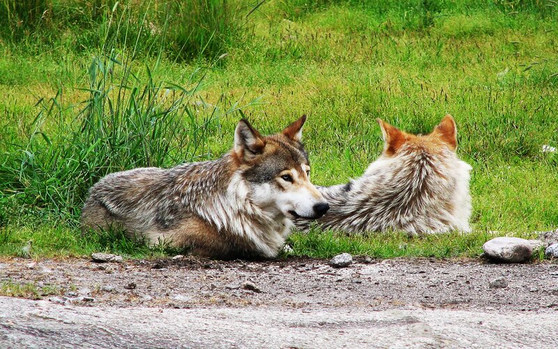 Two Wolves in Grass — Green, Calm, Afternoon, Photograph