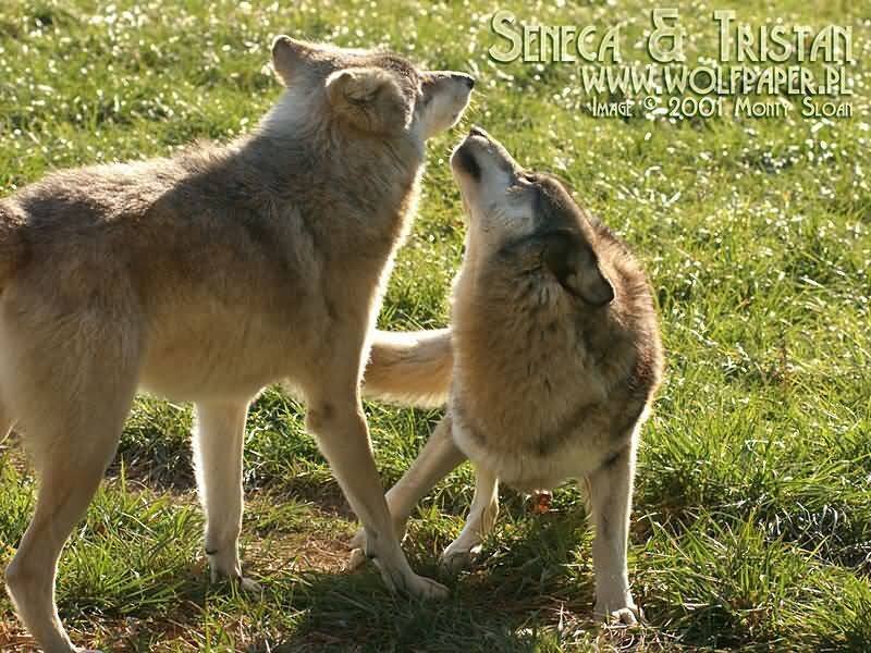 Two Wolves in Grass — Green, Calm, Afternoon