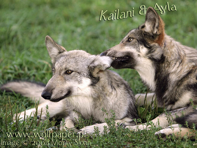 Two Wolves in Grass — Green, Calm