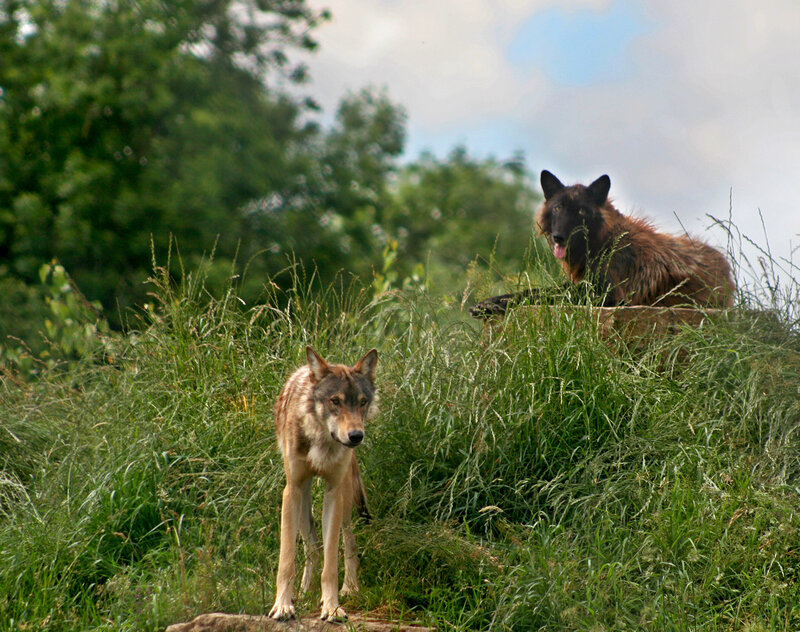 Two Wolves in Grass — Green, Natural, Afternoon