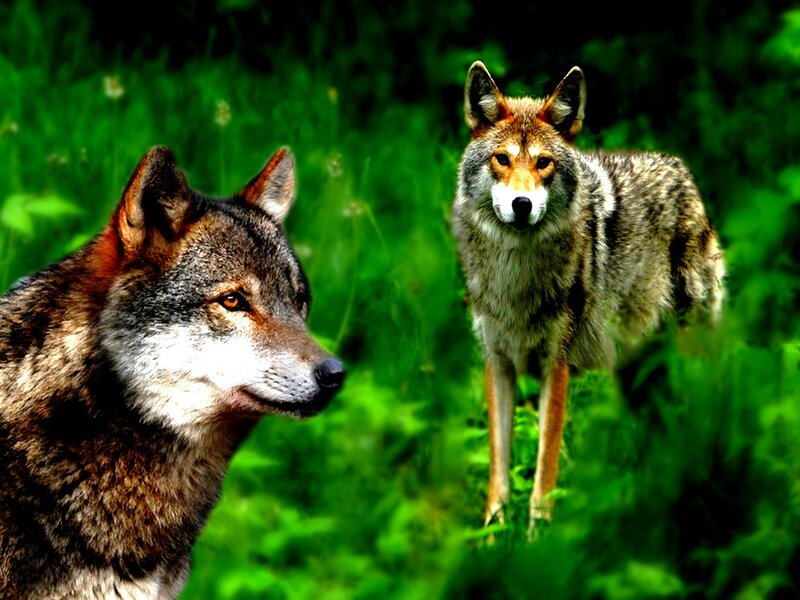 Two Wolves in Grass — Green, Natural, Photograph
