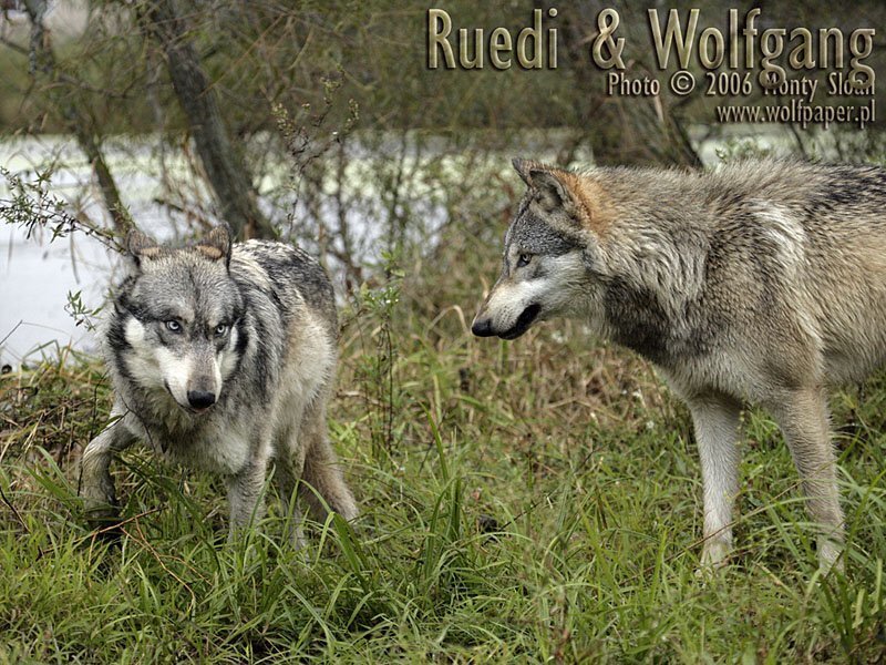 Two Wolves in Grass — Green, Natural