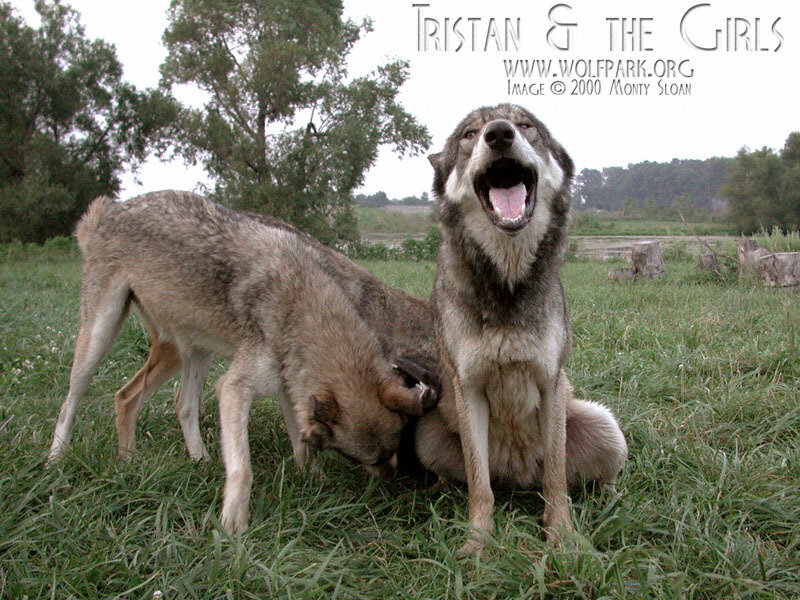 Two Wolves in Grass — Green